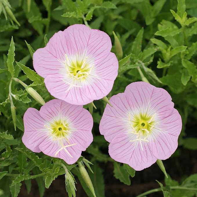 Guide to growing Oenothera Biennis from seeds