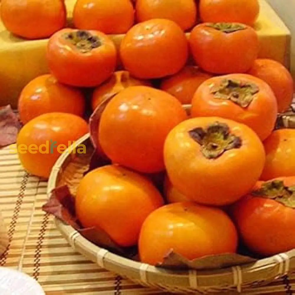 Grow Persimmon Trees from High-Quality Seeds