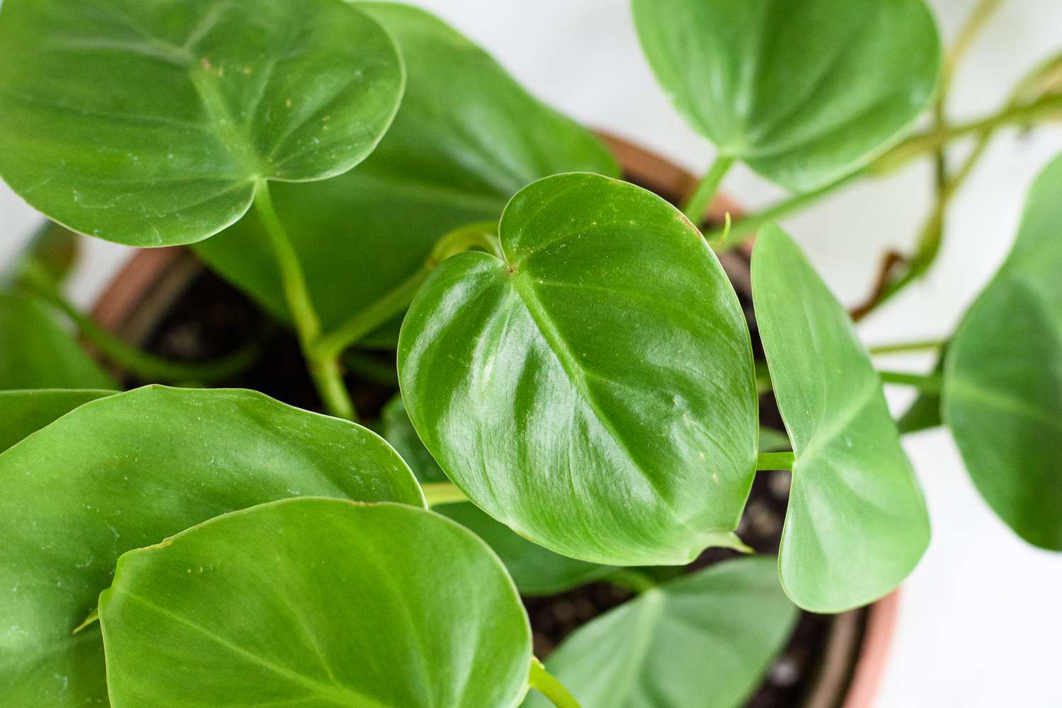 Philodendron Plant Seeds For Colorful Green Planting Seeds