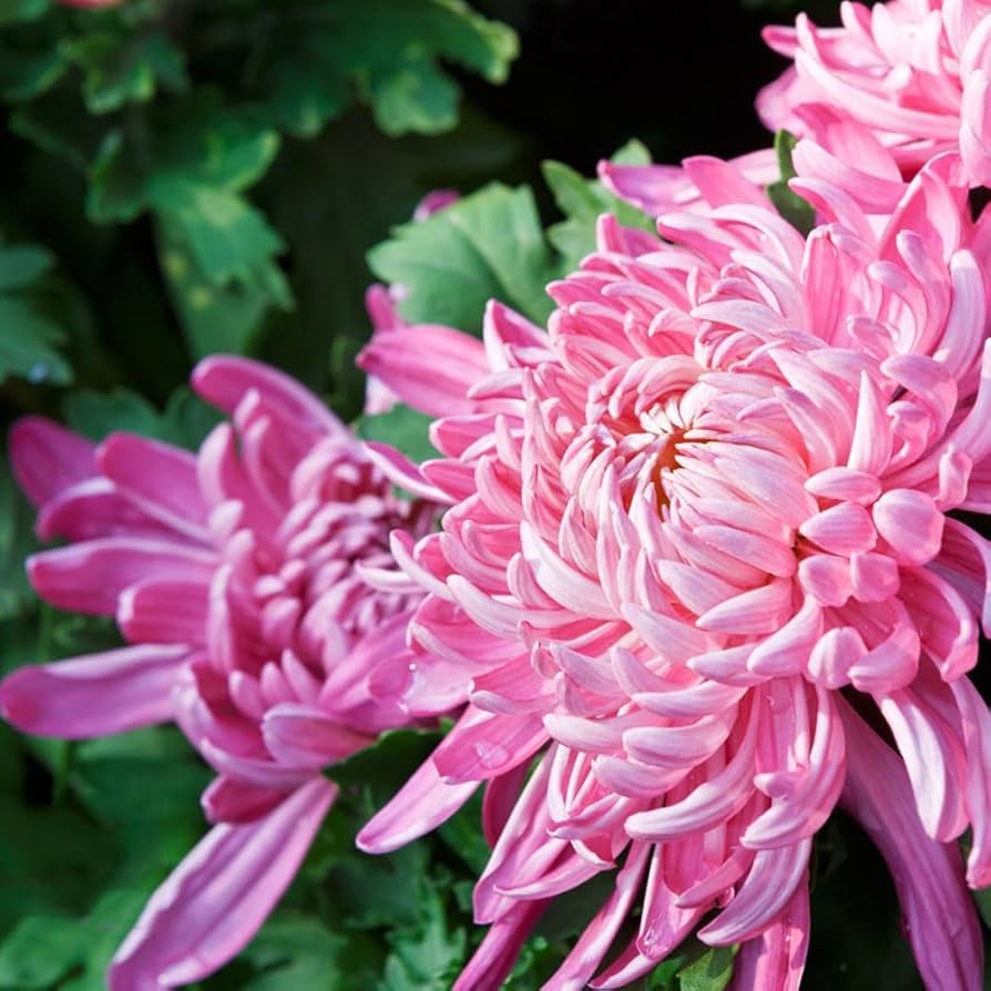 Guide to growing Pink Chrysanthemums from seeds