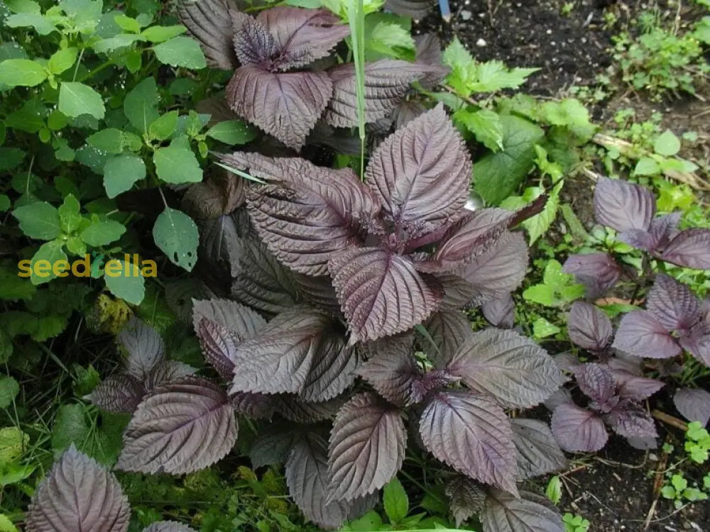 Grow Purple Perilla Seeds – Vibrant Annual Herb for Containers