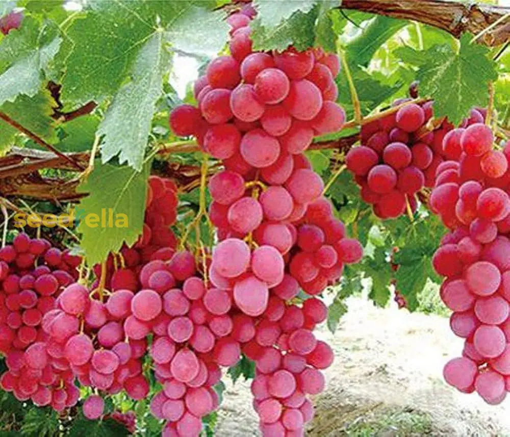 Grow Seedless Grapes: Quality Seeds For Planting Fruit