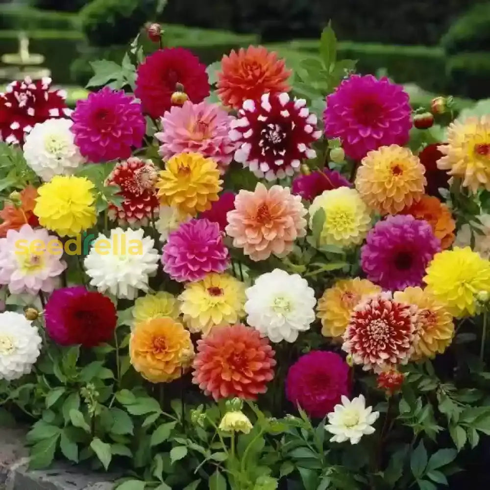 Grow Stunning Howden Dahlias  Premium Flower Seeds For Garden Planting