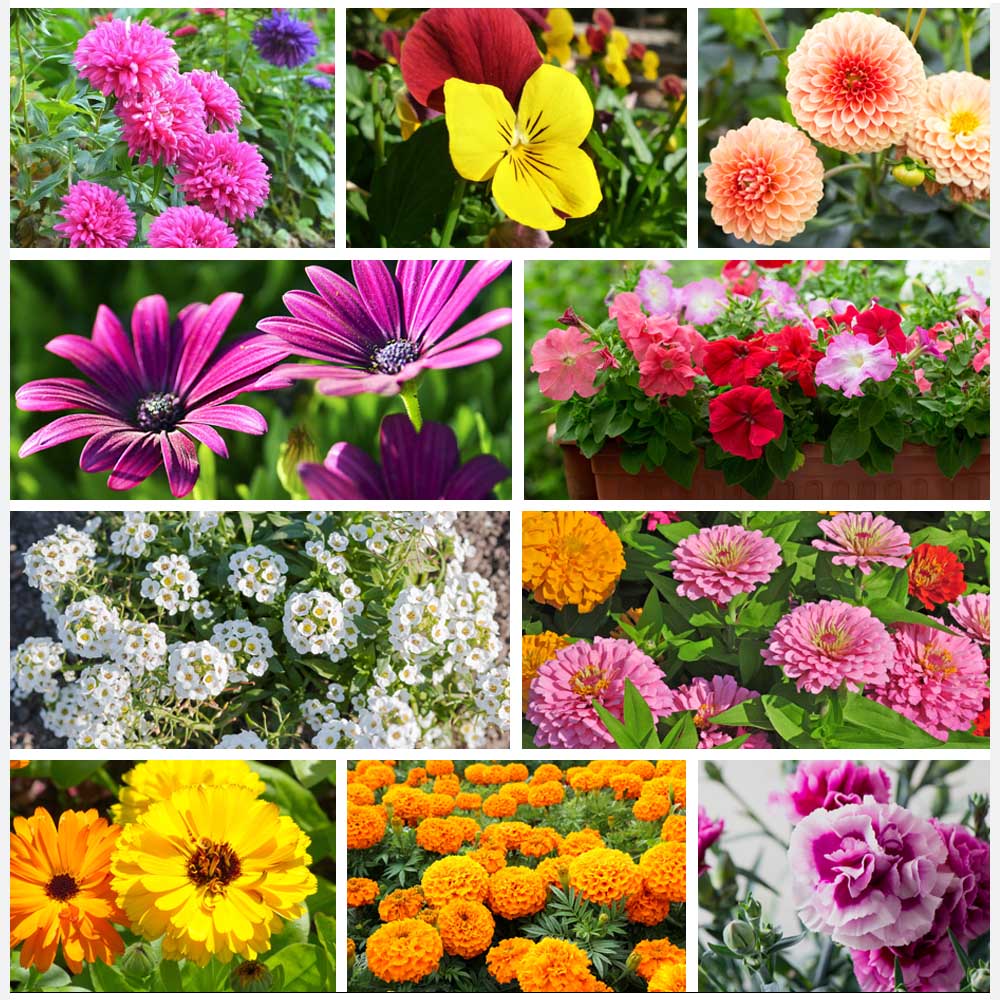How to grow Summer Flowers from seeds easily