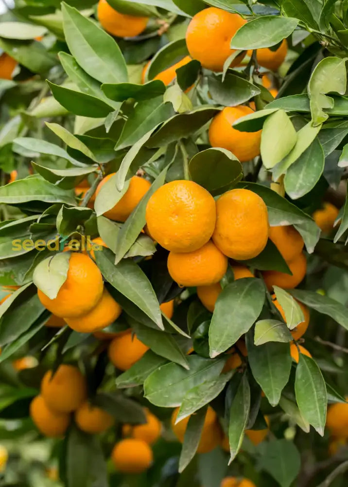Grow Tangerine Trees from Non-GMO Seeds