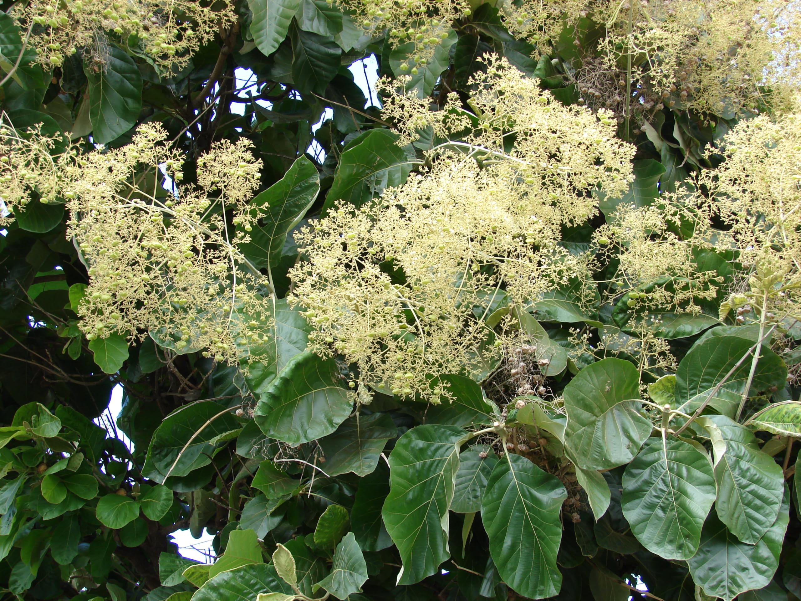 How to grow Tectona Grandis (Teak Tree) from seeds