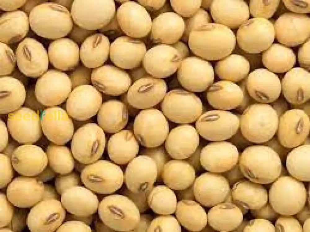 Grow Vigna Subterranea Seeds – Sustainable Drought-Tolerant Legume