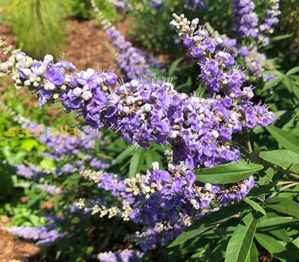 Grow Vitex Agnus-Castus – Ornamental Shrub Seeds for Landscapes