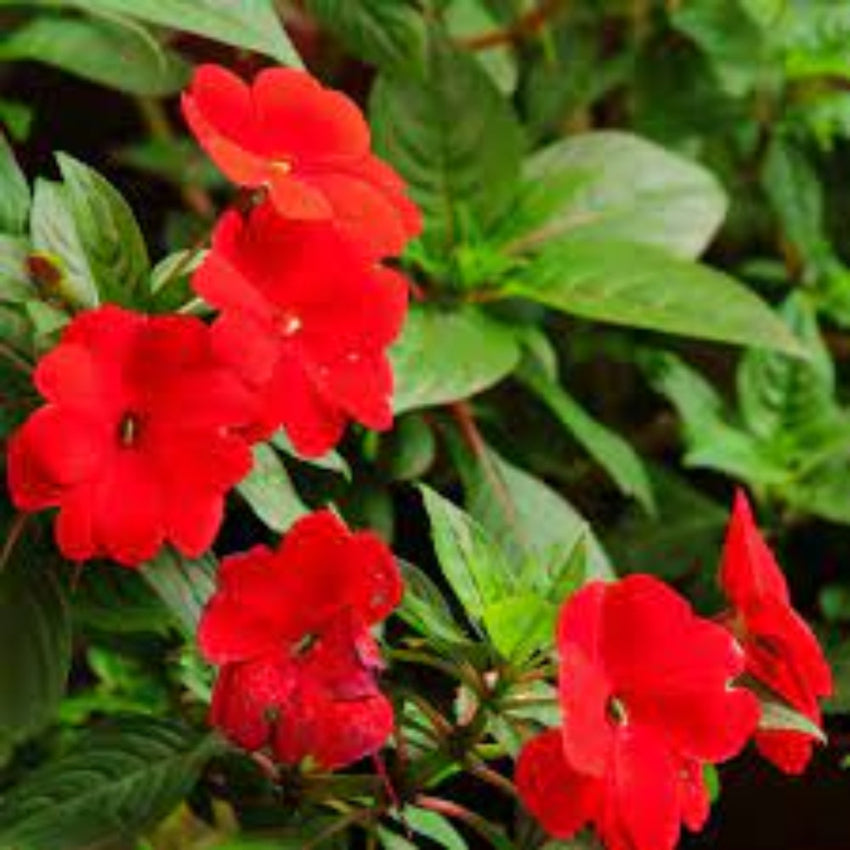 How to grow Walleriana from seeds for vibrant gardens