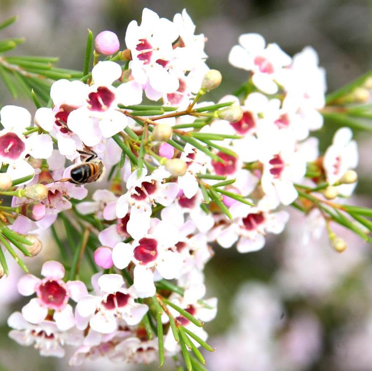 Guide to growing White Chamelaucium Uncinatum Waxflowers from seeds