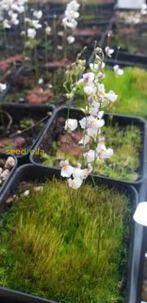 Grow White Utricularia Bisquamata Plants In Your Garden With These Easy-To-Plant Seeds - Seed