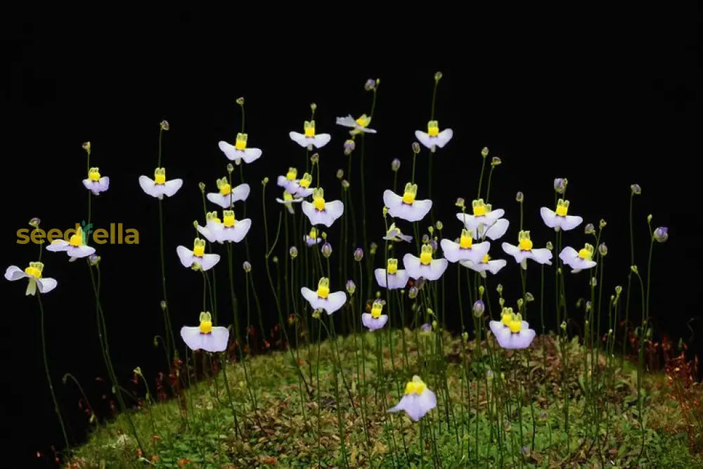 Grow White Utricularia Bisquamata Plants In Your Garden With These Easy-To-Plant Seeds - Seed