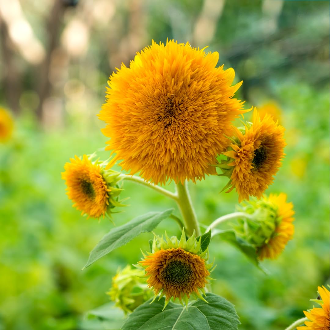 How to grow Yellow Bear Sunflowers from seeds