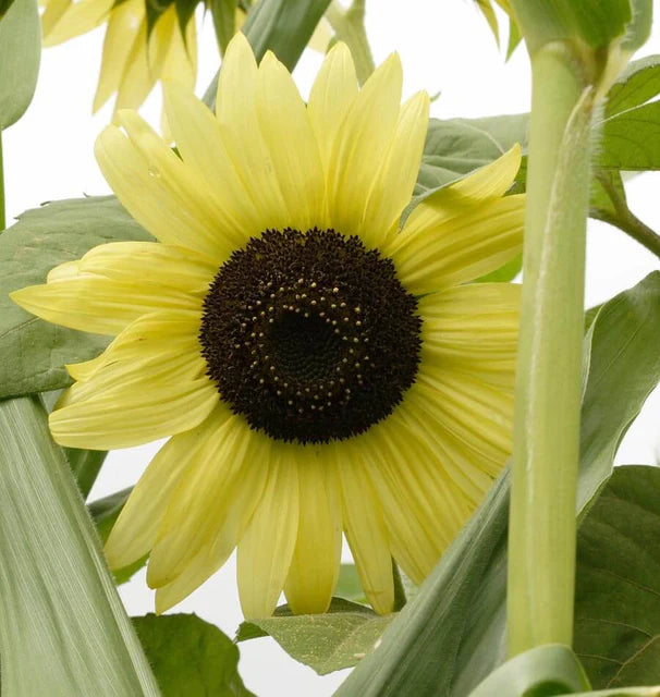 How to grow Yellow Lemon Sunflower Seeds