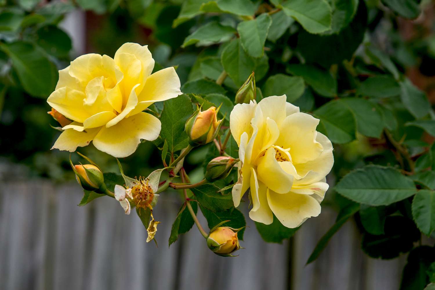 How to grow Yellow and White Roses from seeds