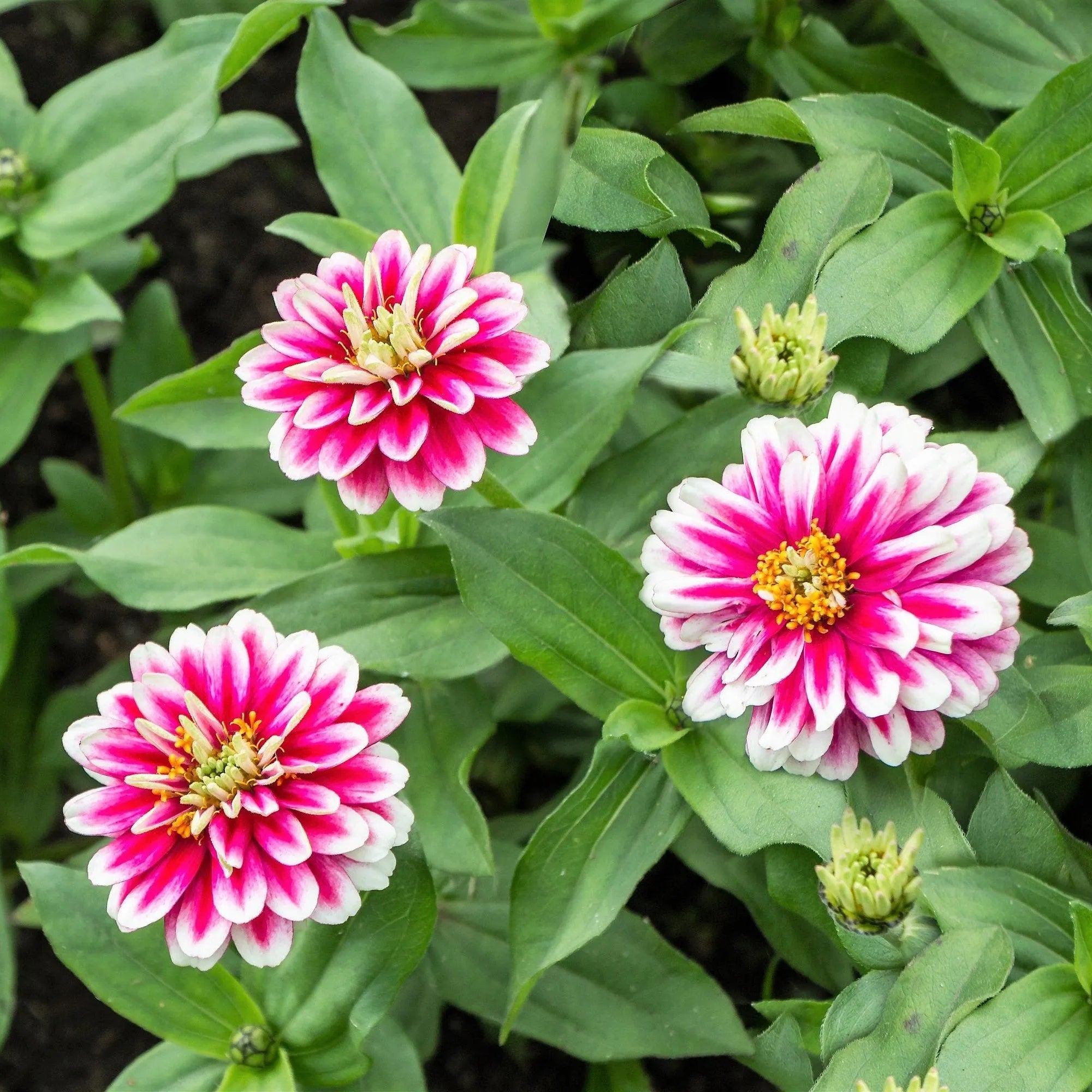 How to grow Zinnia flowers from seeds in home gardens