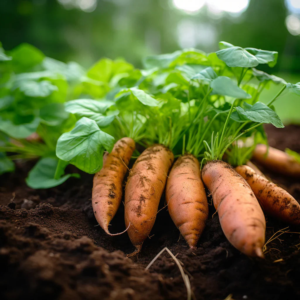 Yellow Sweet Potato Vegetable Seeds For Planting - Grow Your Own Nutrient-Rich Harvest