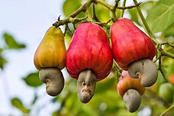 Growing cashew trees from mixed seeds