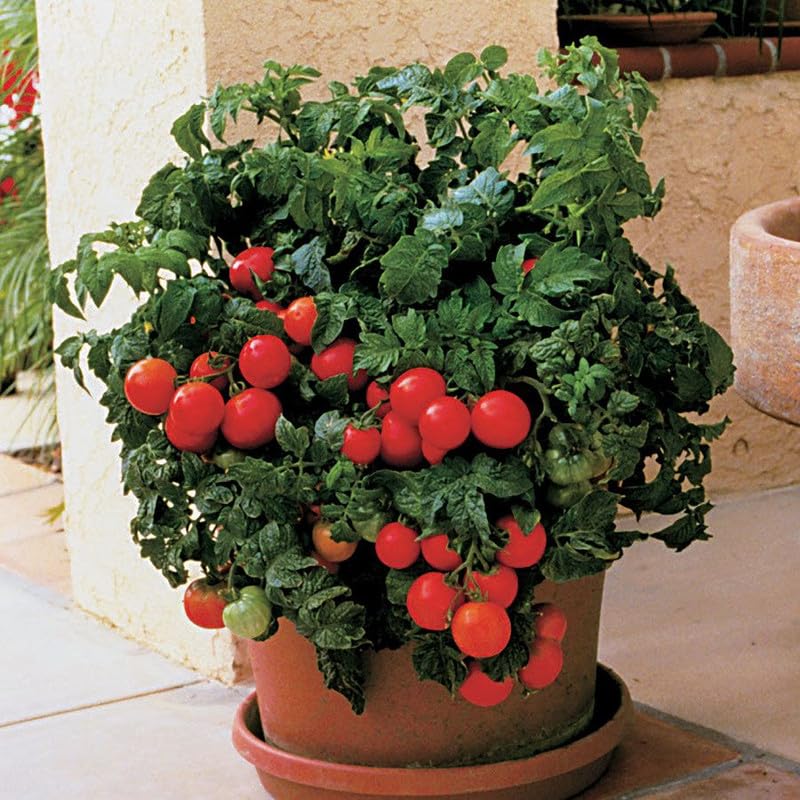 Huge tomatoes growing on healthy plants