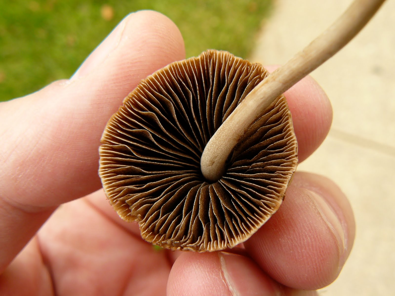 Light brown mushrooms growing in substrate
