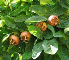 Growing medlar trees from brown Mespilus Germanica seeds