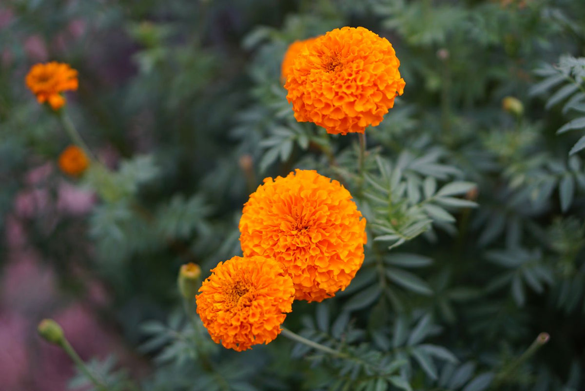 Aztec (Aztec Marigold) seeds for planting in home garden