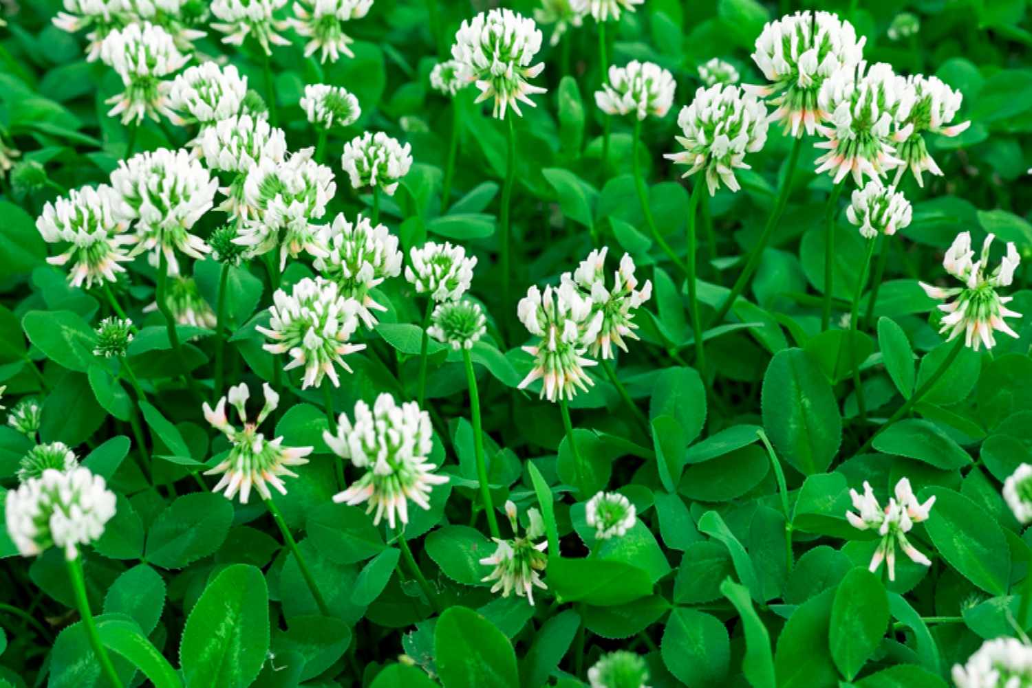 White Trifolium Repens Seeds For Planting - Ideal Creating Beautiful Lawn Alternatives Flower