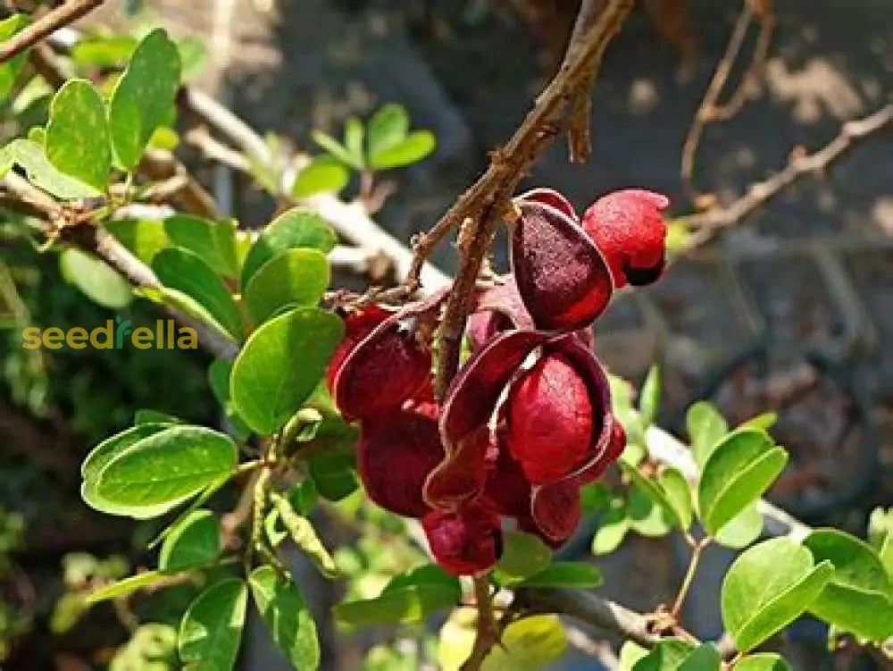 Guamuchil seeds Pithecellobium dulce for planting