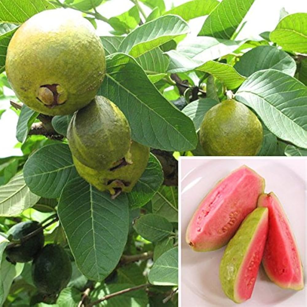 Guava seeds for planting in home garden