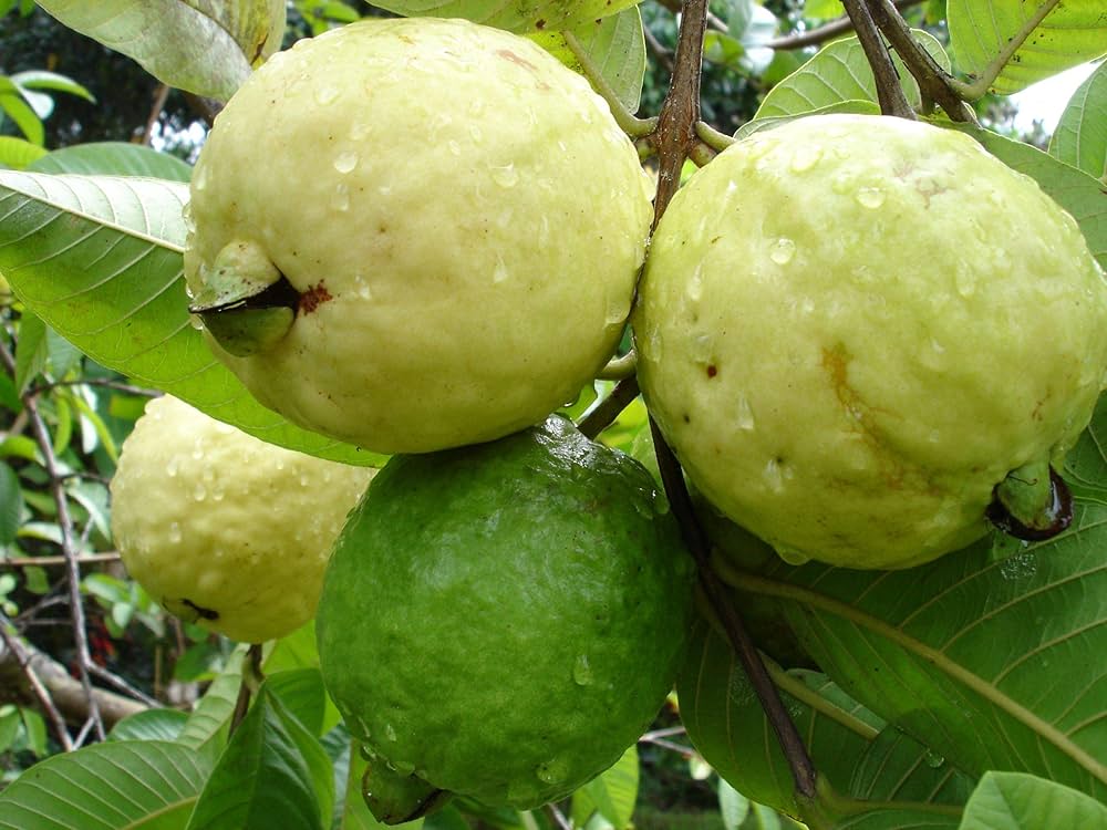 Guava seeds for planting Psidium guajava