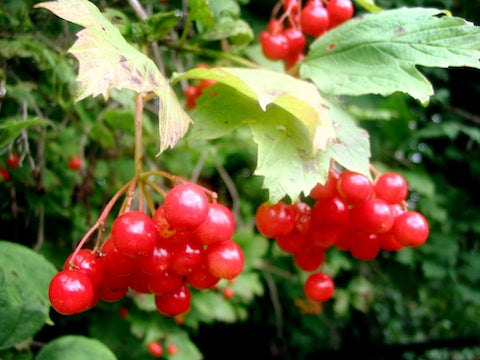 Guelder Rose with red autumn foliage and fruit