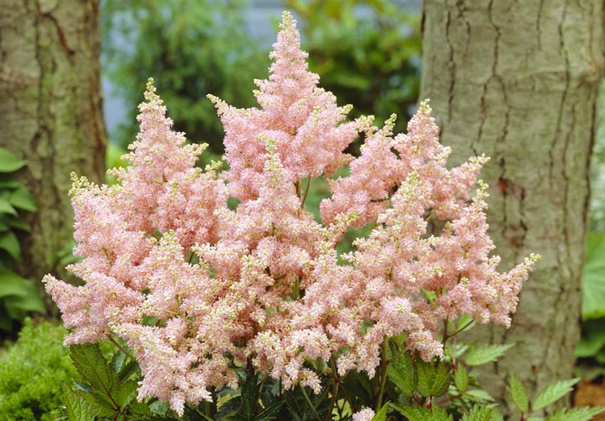 Astilbe Flower Seeds for Planting Light Pink Blooms - Grow Delicate Astilbe Flowers