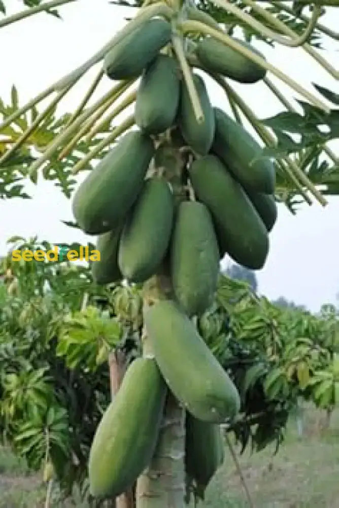 Guide To Planting Green Papaya Seeds Fruit