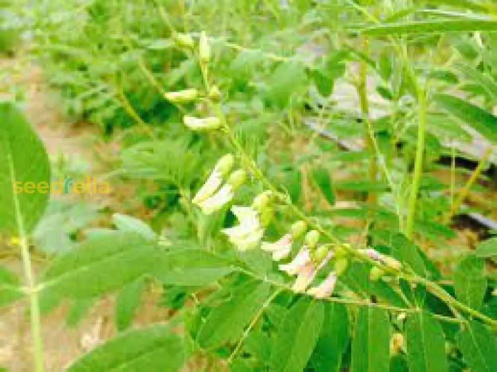 Guide To Planting White Astragalus Seeds