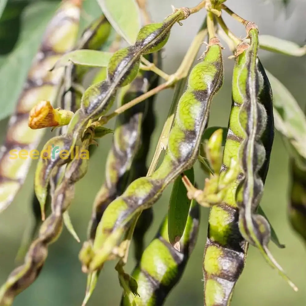 Gungo pea legume seeds warm season gardening