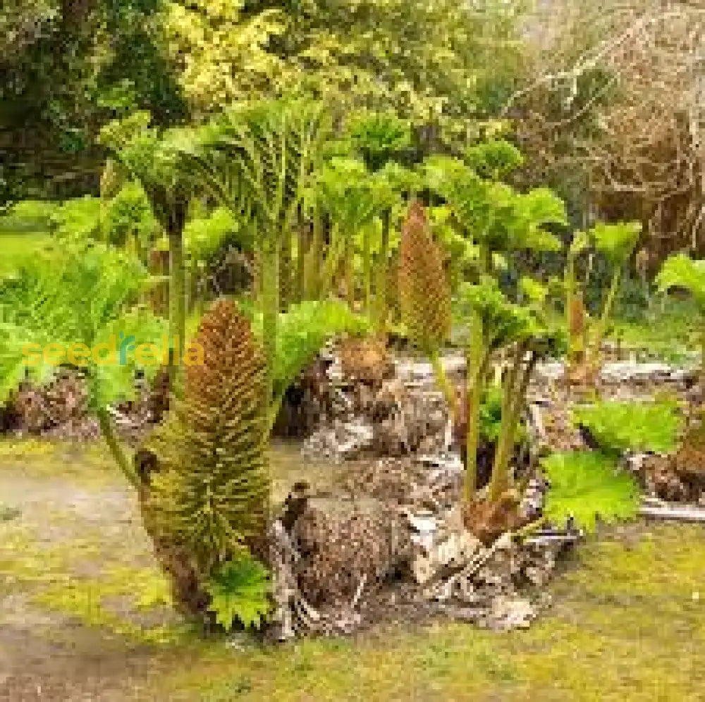 Gunnera Manicata Giant Seeds For Planting - Bold Foliage Garden Addition Plant Seeds