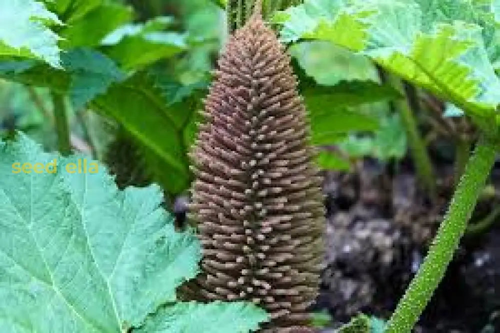 Gunnera Manicata Giant Seeds For Planting - Bold Foliage Garden Addition Plant Seeds