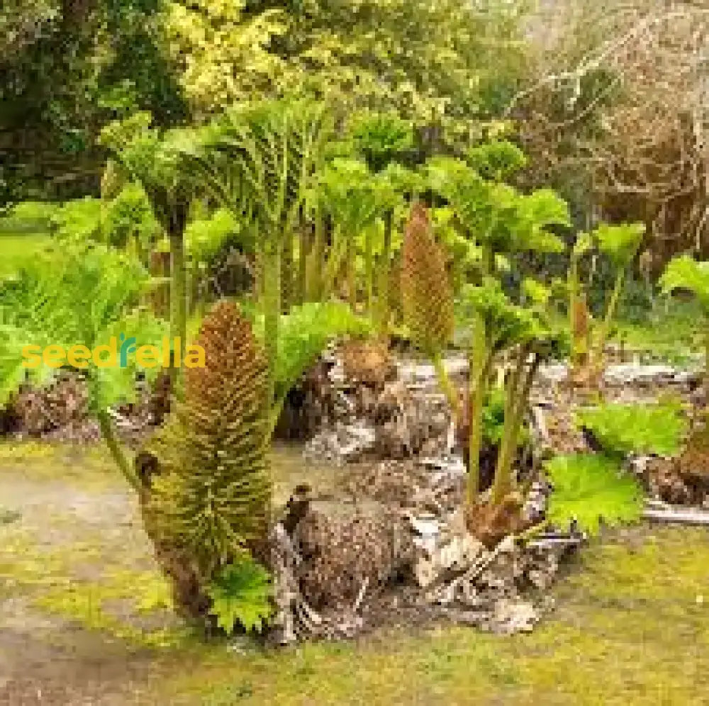 Gunnera Manicata Giant Seeds For Planting - Bold Foliage Garden Addition Plant Seeds