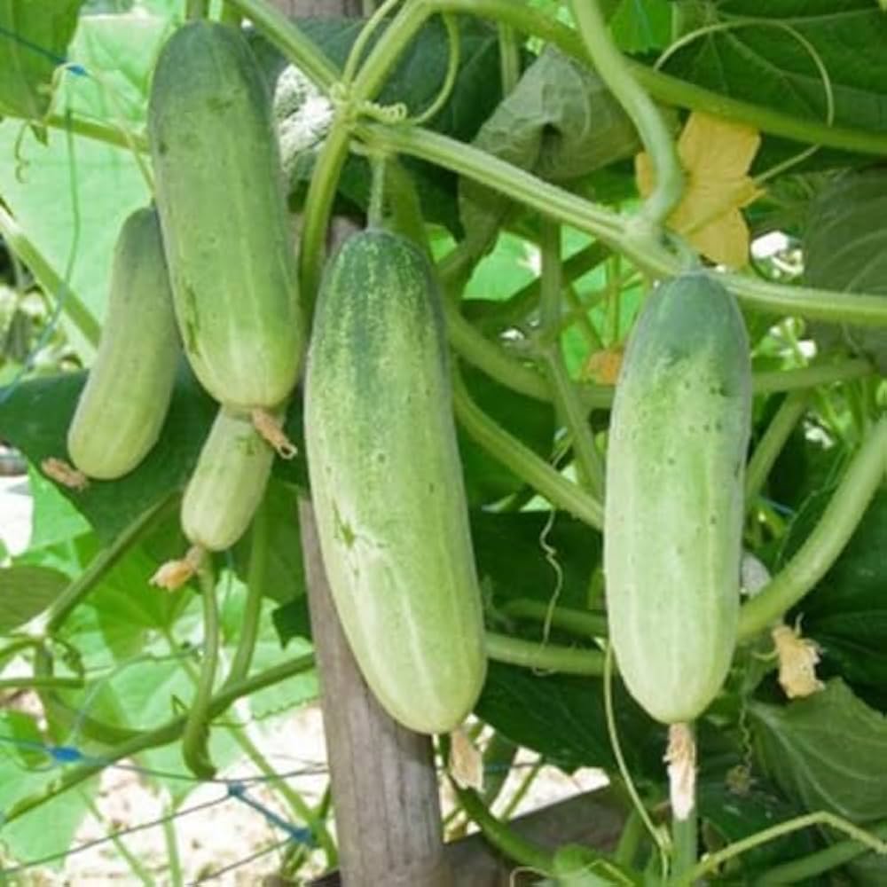 Gurkenpflanzen cucumber plants growing in garden