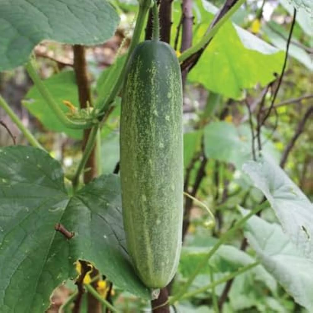 Gurkenpflanzen cucumber seeds for planting