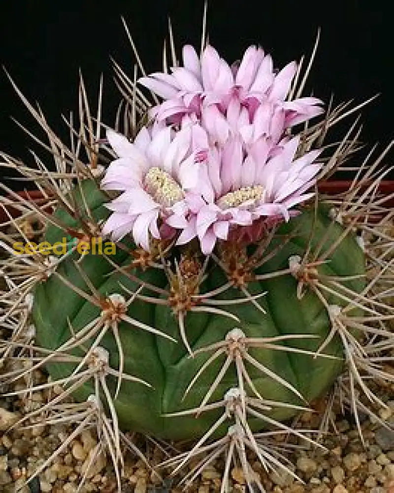 Gymnocalycium Eurypleurum Flower Seeds For Planting Plant Seeds