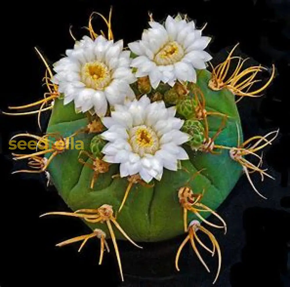 Gymnocalycium Eurypleurum Flower Seeds For Planting Plant Seeds