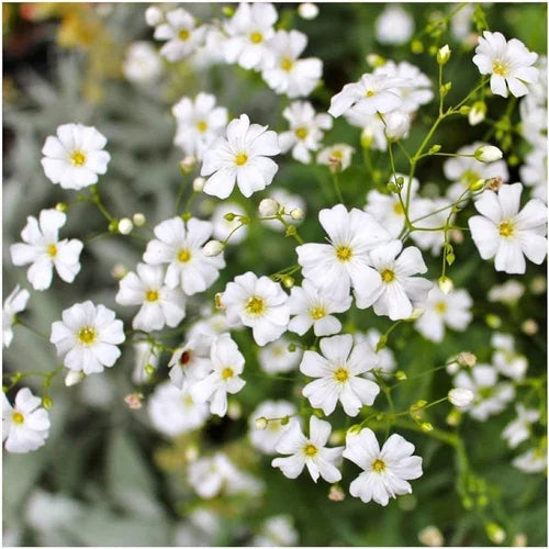 White Waterhyssop Flower seeds for Planting - Sun Loving, Heirloom & GMO Free Seeds for Home Garden
 
 Sale seeds for planting in home garden