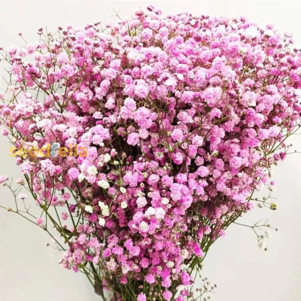 Gypsophila Paniculata Perennial Flower Seeds - Delicate Blooms For Charming Gardens And Bouquets