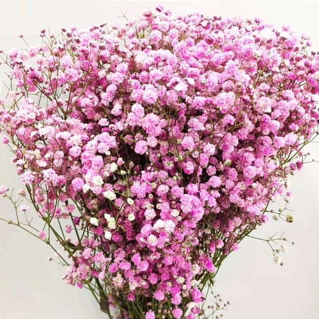 Gypsophila Paniculata Flower Seeds for Planting