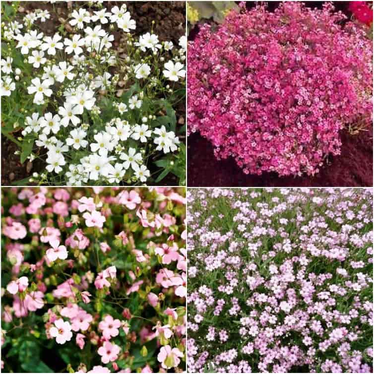 How to Grow Gypsophila Paniculata Flowers