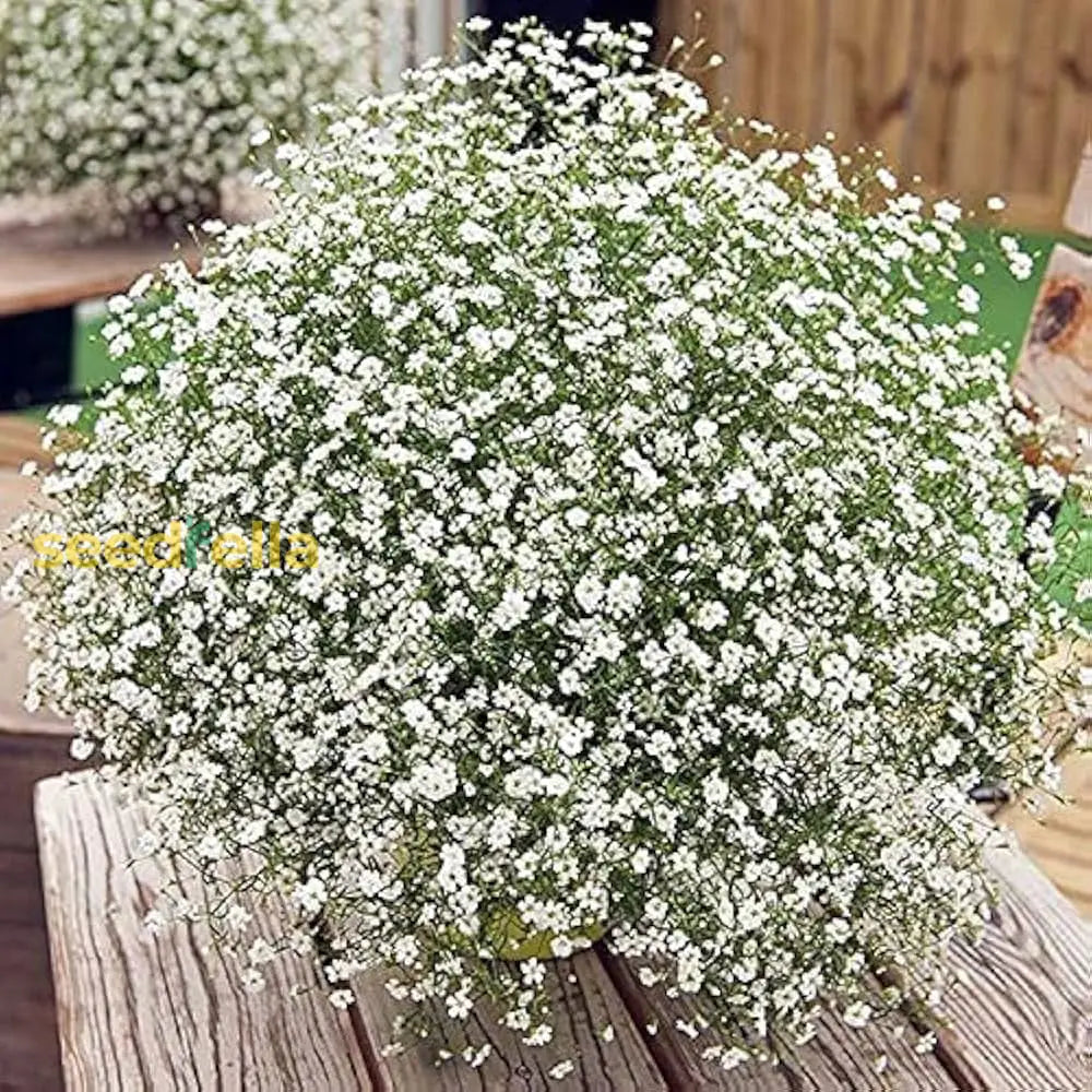 Gypsophila Snowflake Seeds For Planting