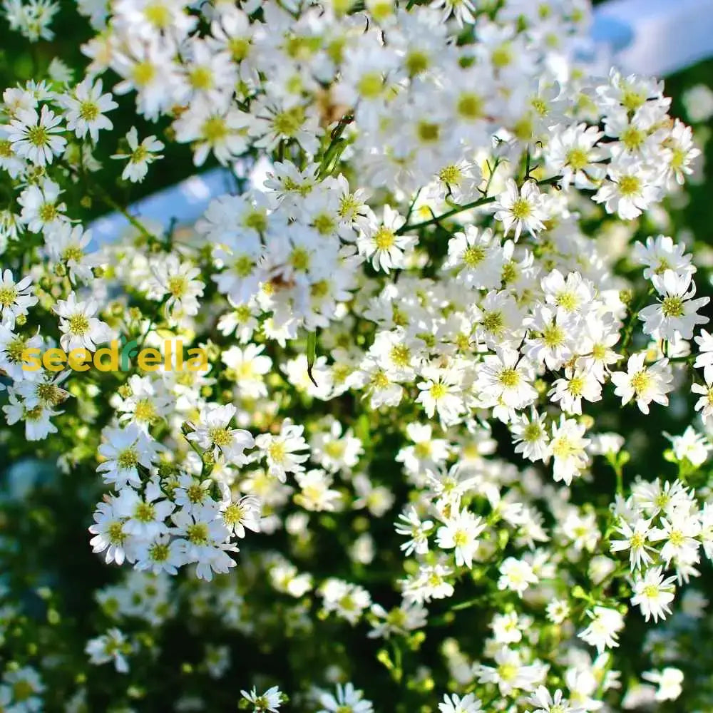 Gypsophila White Flower Seeds For Planting - Perfect Beautiful Bouquets