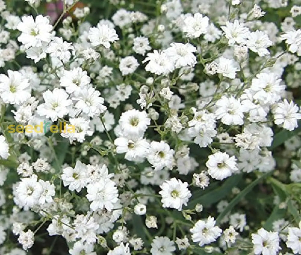 Gypsophila White Flower Seeds For Planting - Perfect Beautiful Bouquets