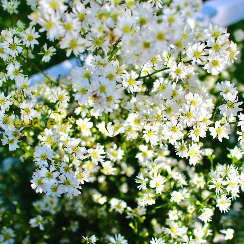 Gypsophila White Flower Seeds For Planting - Perfect Beautiful Bouquets